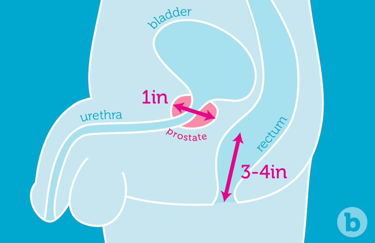 prostate-massage-diagram.png