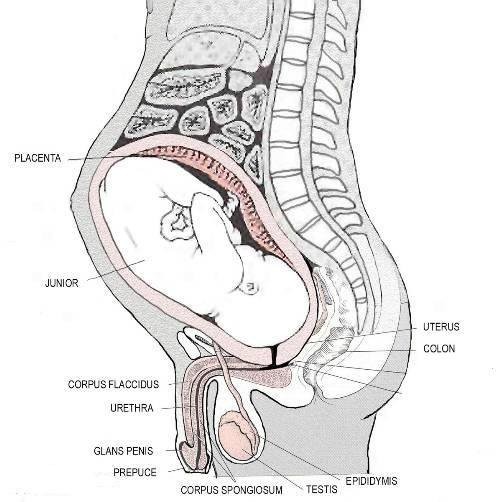 sissy-pregnancy.jpg